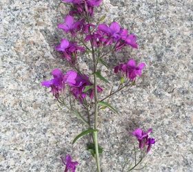 purple plant identification, What is this purple flower It is lying on a concrete step