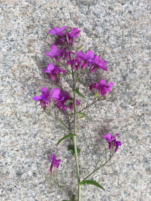 purple plant identification, What is this purple flower It is lying on a concrete step