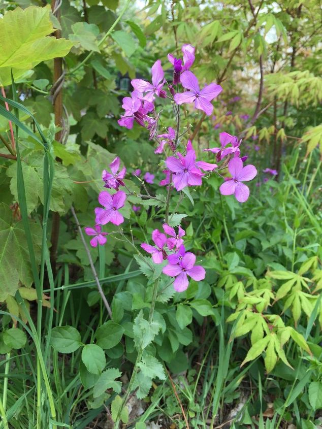 purple plant identification, Same purple flower as the other one What is it