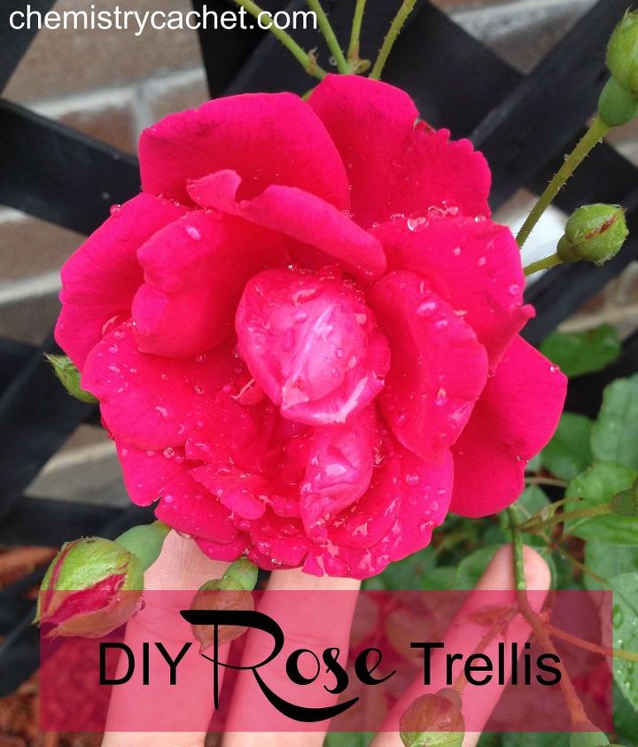 diy rose trellis, flowers, gardening