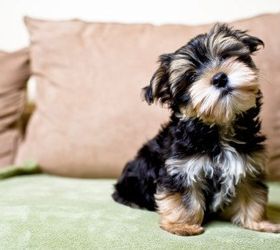 the best way to get rid of pet hair that you ve never tried, cleaning tips, pets animals