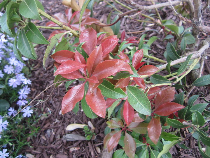 q trimming bushes, gardening, A close up of the leaves that might help in identification