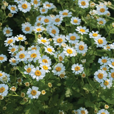 creating a cottage garden from seed, flowers, gardening, Feverfew