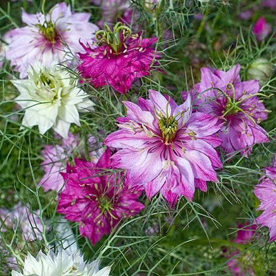 creating a cottage garden from seed, flowers, gardening, Love in a Mist