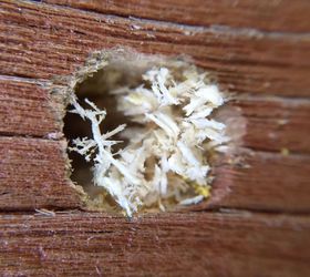 something s eating my deck round holes in wood, Here is the hole it s less than an inch wide but perfectly round Sometimes I look at it and it has sawdust in it and then sometimes it is just the hole so whatever it is is constantly creating new sawdust