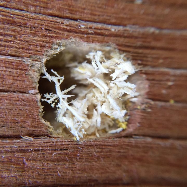 something s eating my deck round holes in wood, Here is the hole it s less than an inch wide but perfectly round Sometimes I look at it and it has sawdust in it and then sometimes it is just the hole so whatever it is is constantly creating new sawdust