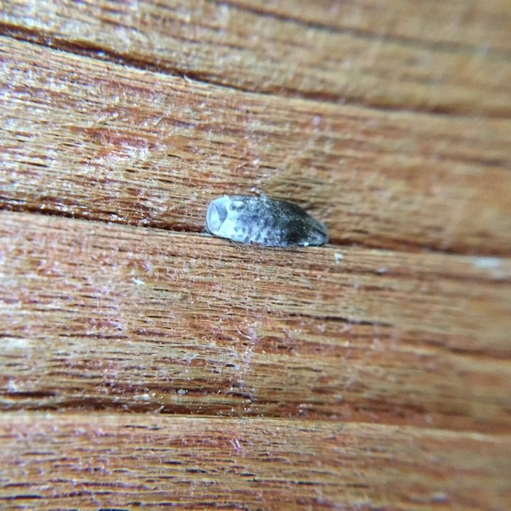 something s eating my deck round holes in wood, I have no idea if this is related to the hole but it is setting on the wood about two inches from the hole Sort of looks like a larvae of some kind