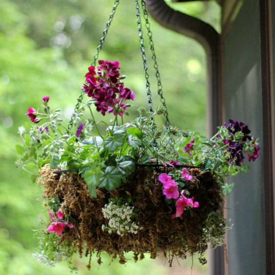 rustic sphagnum moss hanging planter, container gardening, flowers, gardening