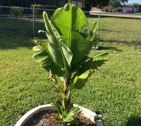 q how to grow a banana plant, gardening, homesteading