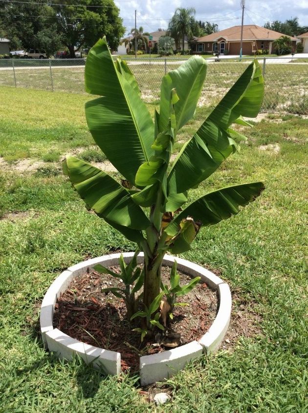 q how to grow a banana plant, gardening, homesteading