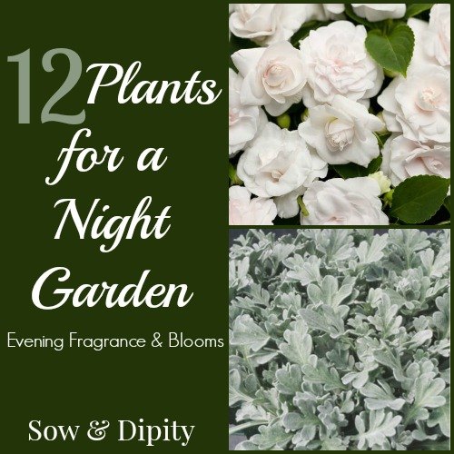 plantas para jardines nocturnos