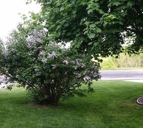 q lilac bush has grown wild, flowers, gardening