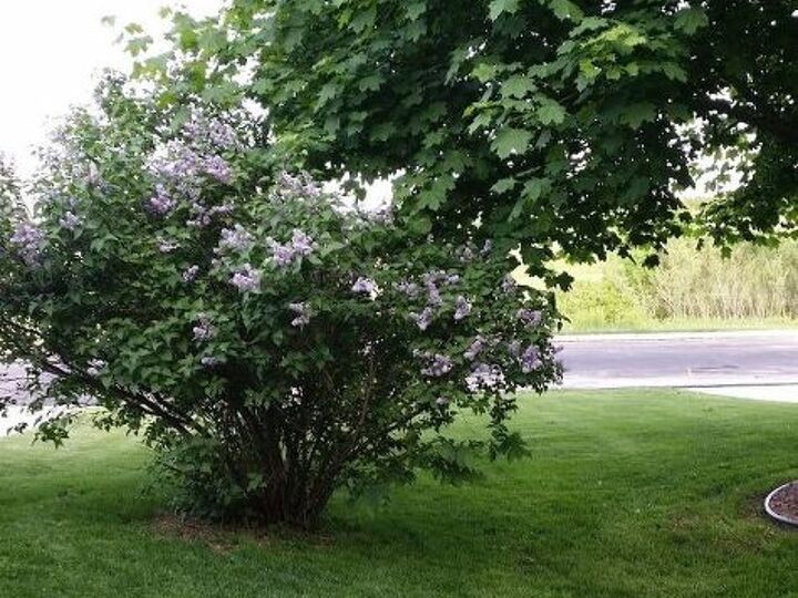 q lilac bush has grown wild, flowers, gardening
