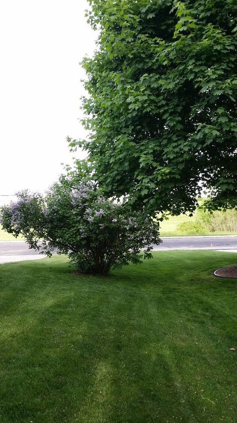 q lilac bush has grown wild, flowers, gardening