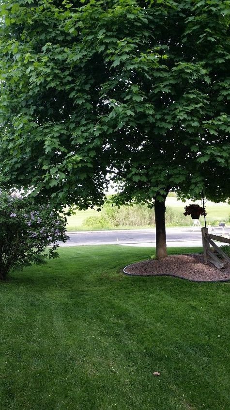 q lilac bush has grown wild, flowers, gardening