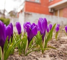 Annuals Vs. Perennials: The Epic Gardening Decision