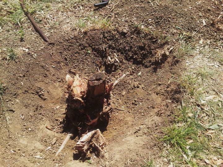 roots around the water pipe