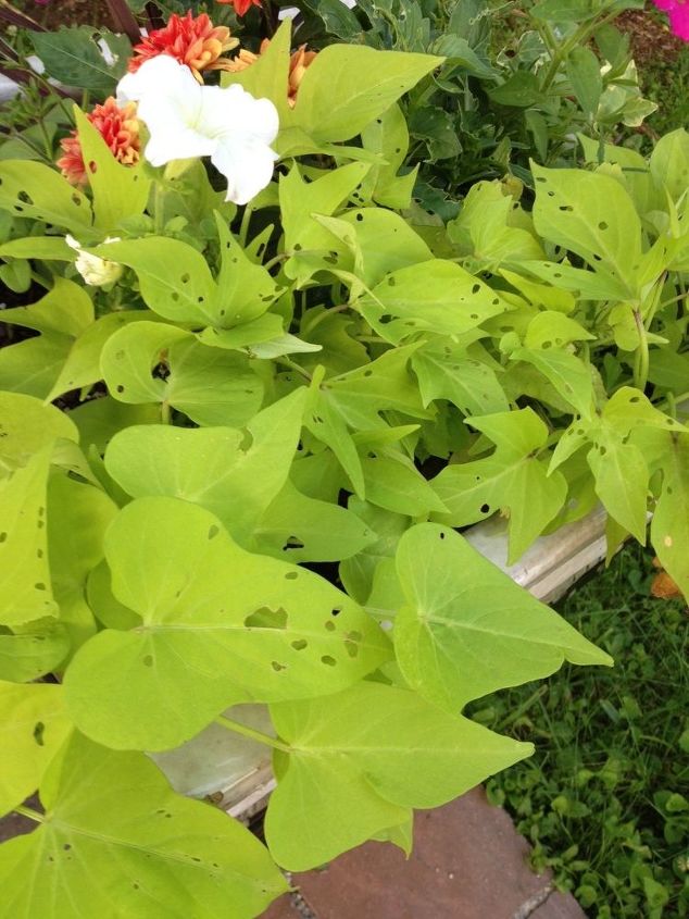 something is putting holes in my ornamental potato vine, Holes in my leaves PLEASE HELP