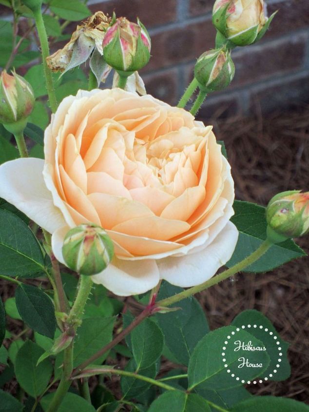 david austin english rose, flowers, gardening, hibiscus