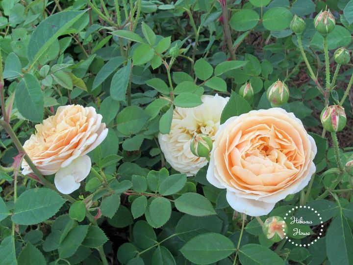 david austin english rose, flowers, gardening, hibiscus