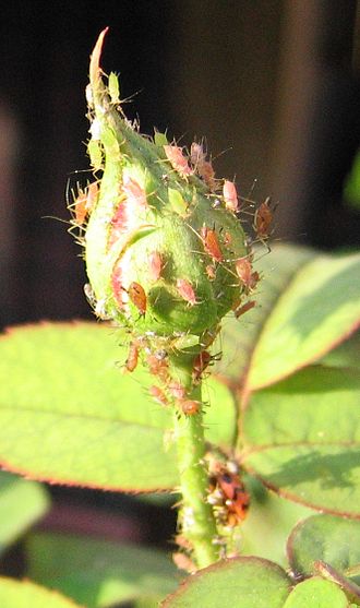 q how to get rid of aphids and squash beetles organically, gardening, go green, how to, pest control, This is an example of what s happening to my roses Only there are probably 2x the amount on each rose bud