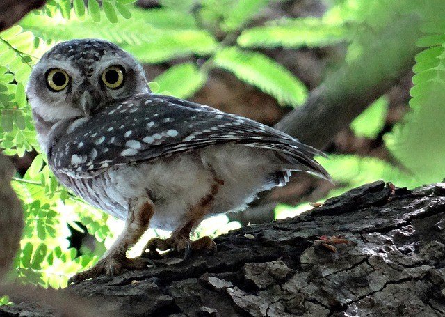 q birdwatching in tuscon, The Rare Spotted Owl Can Be Seen in Madera Canyon Starting in May