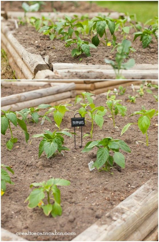 adjustable tomato cage, gardening, homesteading, raised garden beds