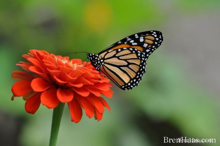 welcome pollinators with these direct sow seeds, flowers, gardening