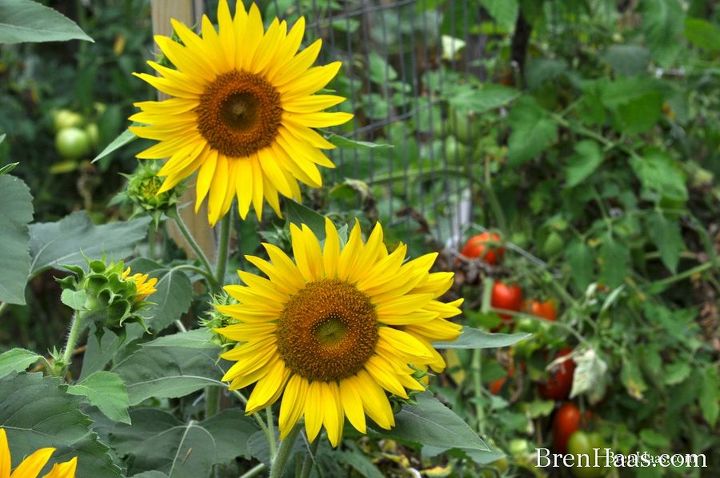 welcome pollinators with these direct sow seeds, flowers, gardening