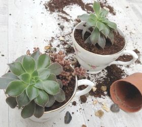 vintage teacup planters tutorial, container gardening, gardening, how to, repurposing upcycling, succulents