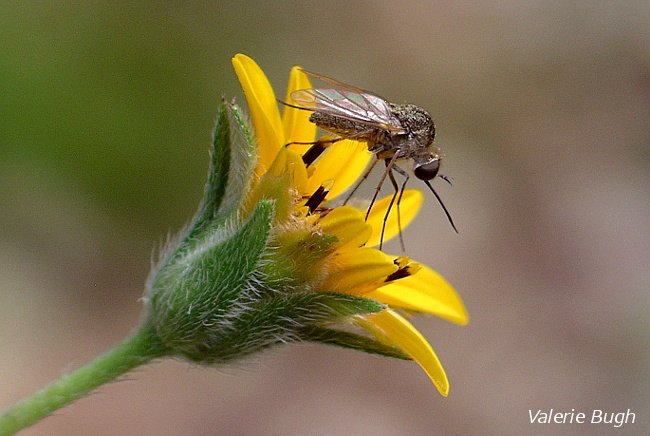 4 ways you can help the pollinators, flowers, gardening, landscape