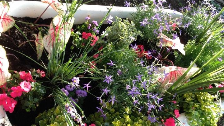 clawfoot tub with water pump garden attraction, container gardening, flowers, gardening, ponds water features