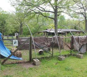 Greenhouse Hoops Repurposed Into Chicken Run At Small House