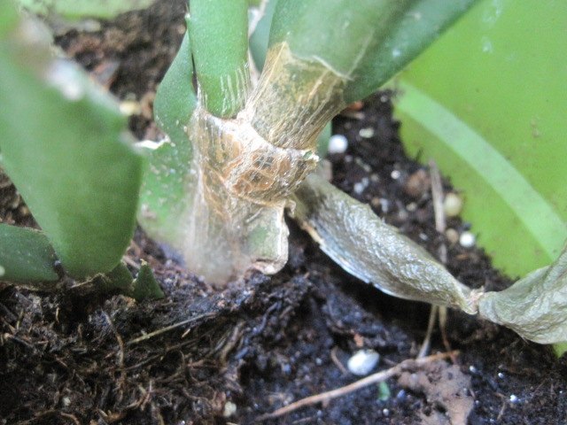 q christmas cactuses, container gardening, gardening, Cactus plant attack what is it photo 1