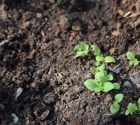 growing flowers from seed in a cottage garden, flowers, gardening, Foxglove seedlings in the spring