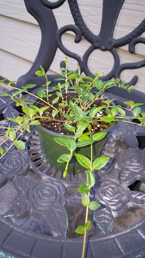 q plant id, container gardening, gardening