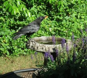el cuervo que visita nuestro bao para pjaros est matando a nuestros pjaros del patio