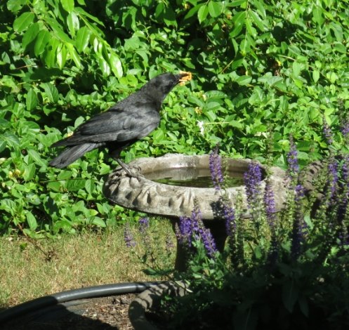 o corvo visitando nosso banho de pssaros est matando nossos pssaros do quintal