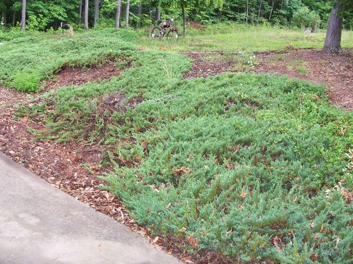 Soil erosion ground cover Hometalk
