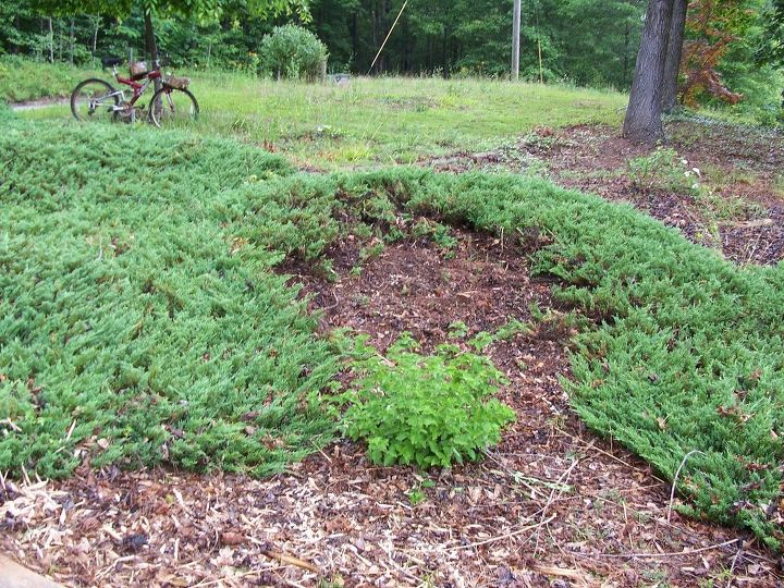 Soil erosion ground cover Hometalk