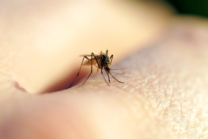 all natural bug spray recipe, gardening, pest control