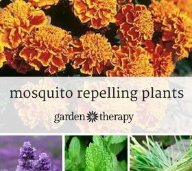all natural bug spray recipe, gardening, pest control