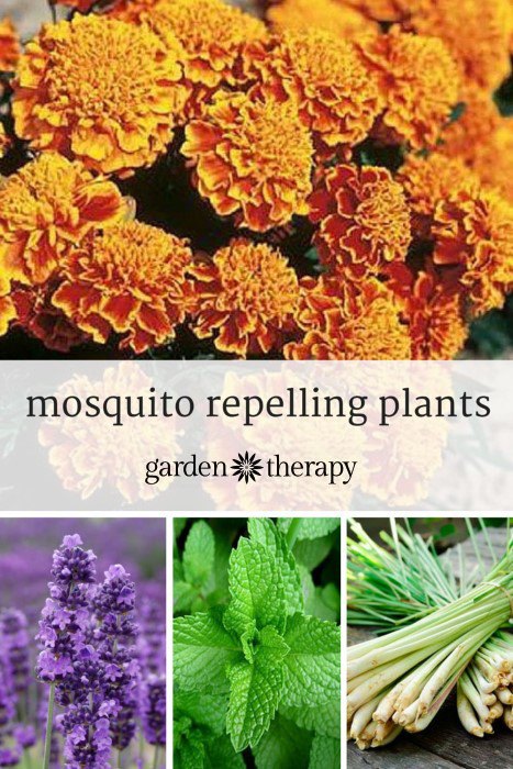 all natural bug spray recipe, gardening, pest control