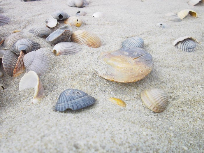 repurposed seashells ideas, crafts, gardening, how to, repurposing upcycling