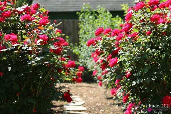 impressionante tour e transformao do rose garden