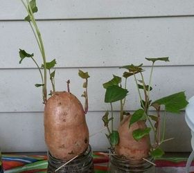 growing sweet potato with rain water experiment, gardening, homesteading