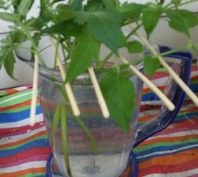 growingtomatoes easy diy rooting, gardening, homesteading, Use rainwater if u can