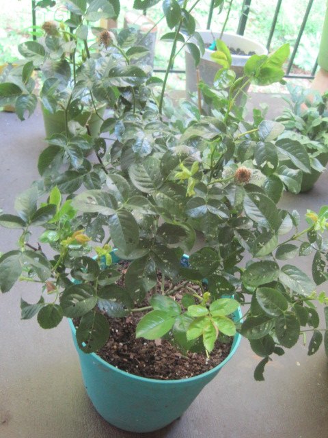 q how to keep bugs away from outdoor plants, gardening, pest control, bugs were eating holes all in it so I treated it with a DYI bug spray Than a week later I gave them Epsom salt