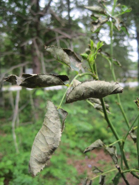 q how to keep bugs away from outdoor plants, gardening, pest control, What is happening here this is my rose a week after I added Espom salt