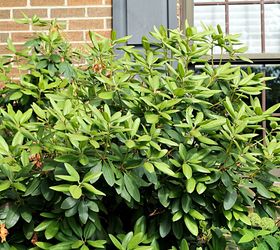 growing and maintaining rhododendrons, flowers, gardening